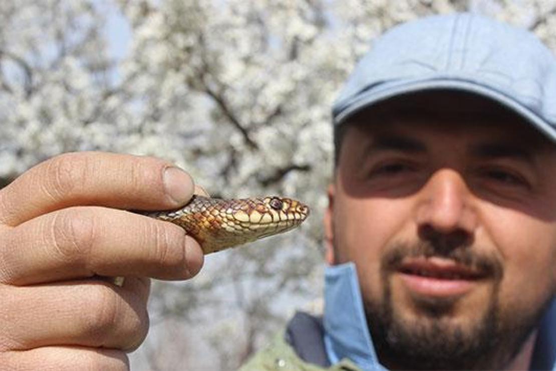 Doğaya çıkacaklar dikkat! Yılanlar bu yıl erken uyandı...