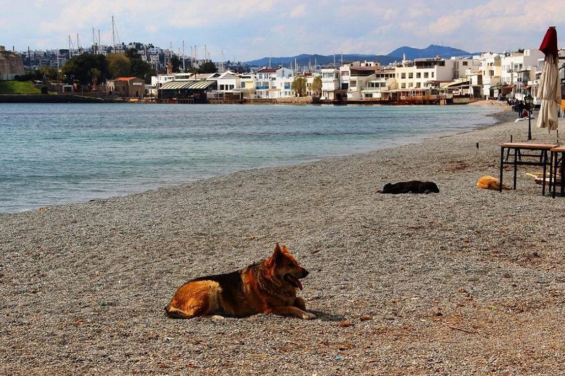 Bodrum'un dünyaca ünlü sahilleri sokak hayvanlarına kaldı