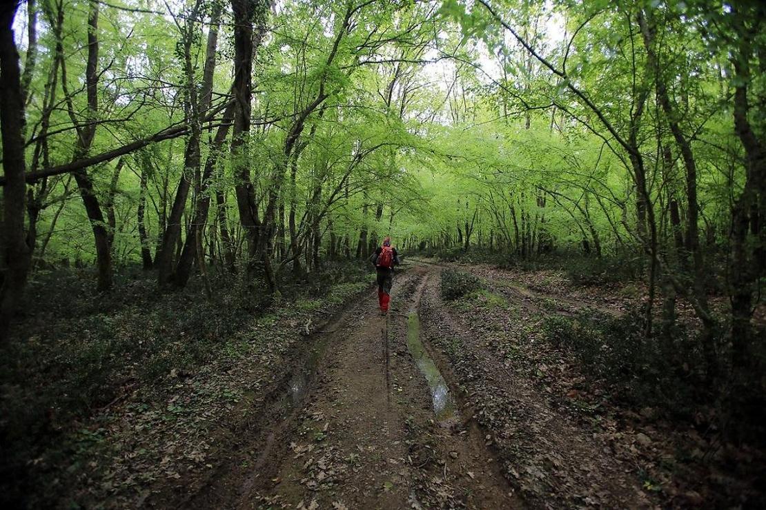 Trakya'da bir cennet: İğneada Longoz Ormanları
