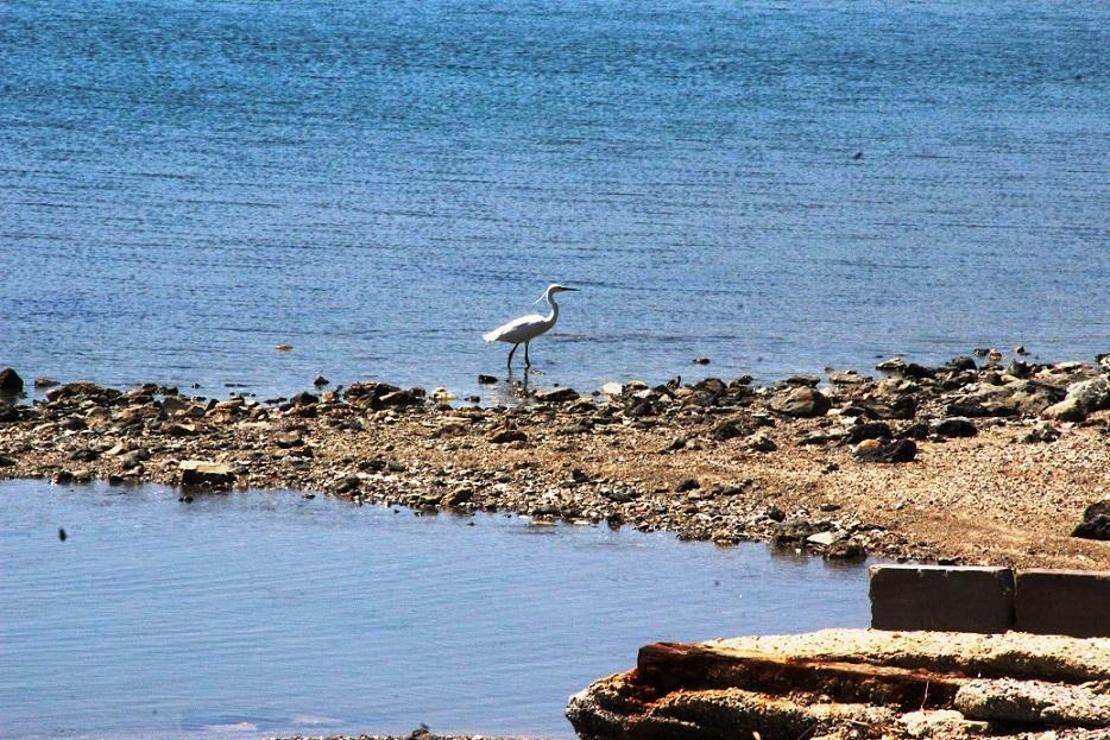 Bodrum’a sessizlik çökünce Gümbet sahilinde görüldü