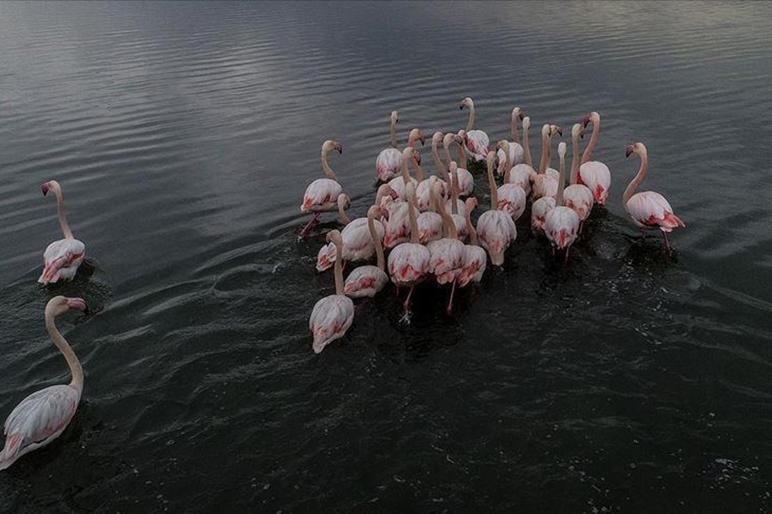 Flamingoların uzun süreli dostluklar kurduğu ortaya çıktı