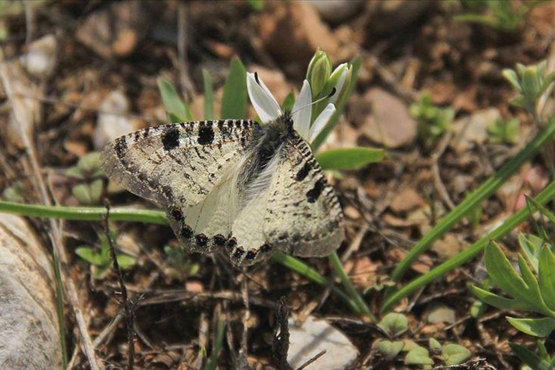 Munzur Vadisi kelebek ve tırtıllarla renklendi