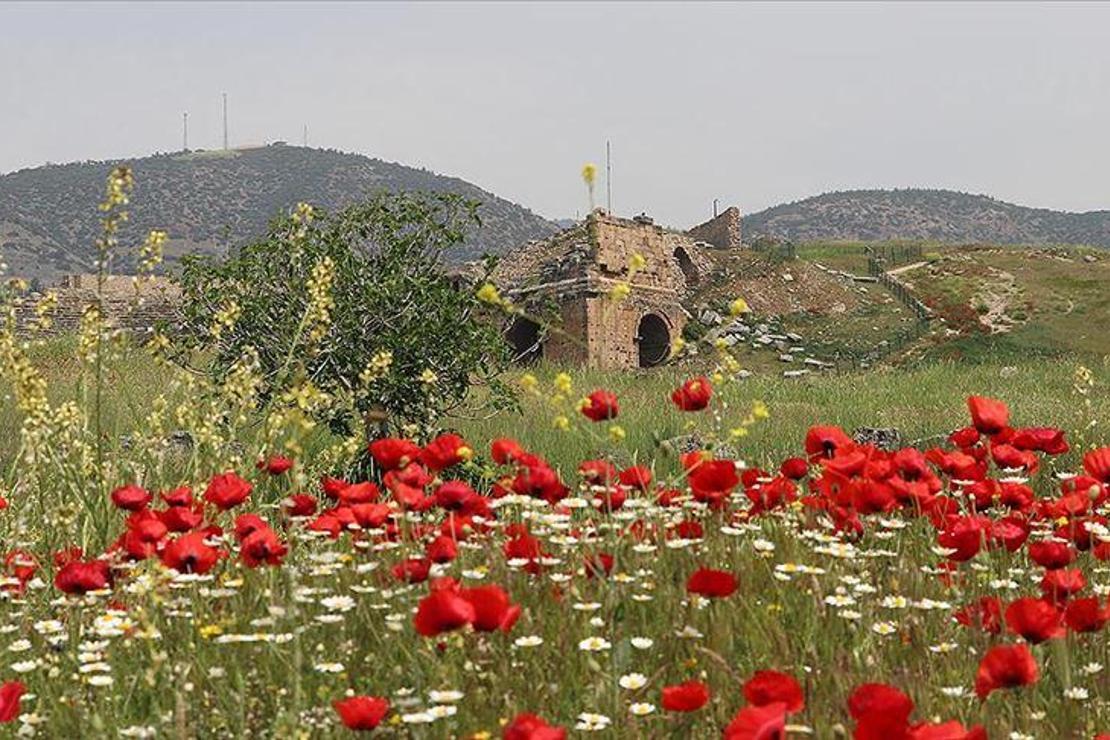 Hiyerapolis Antik Kenti gelincik çiçekleriyle bezendi