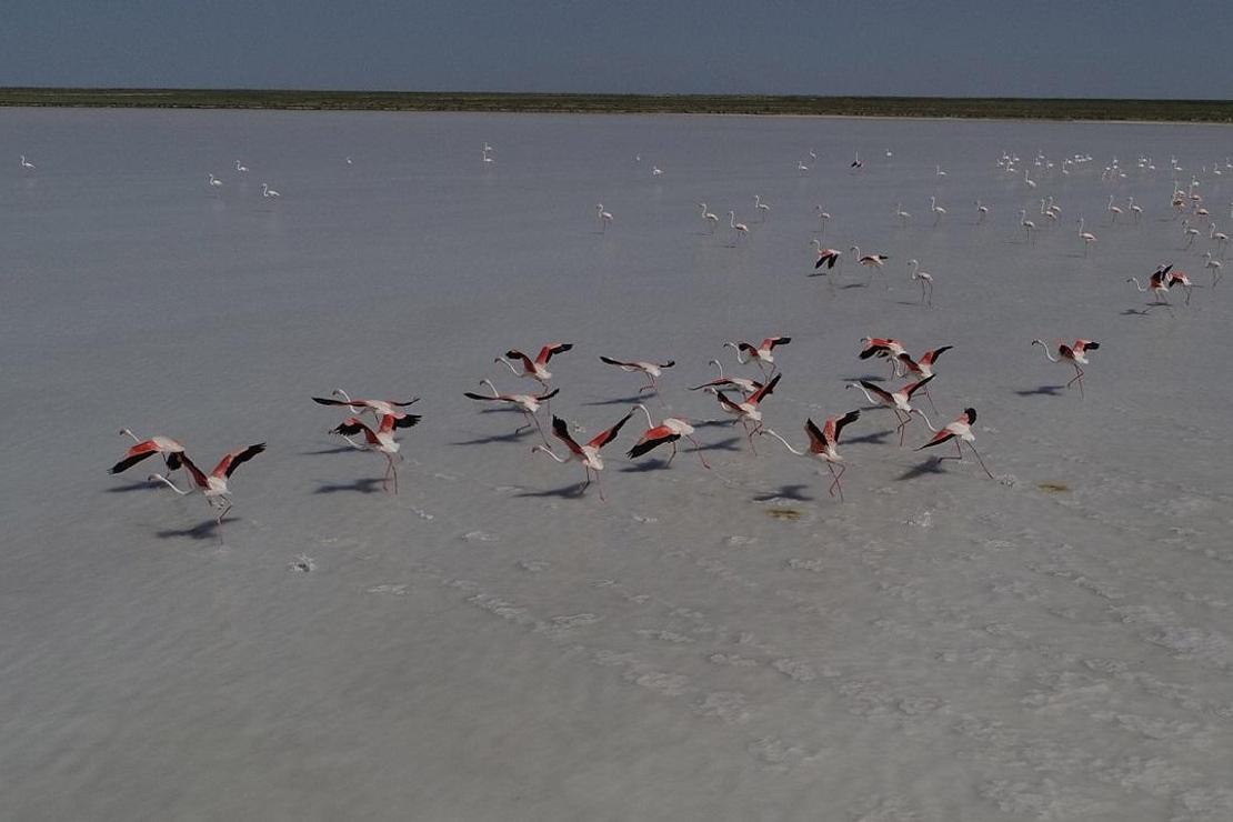 Tuz Gölü, 21 bin flamingoya ev sahipliği yapıyor 