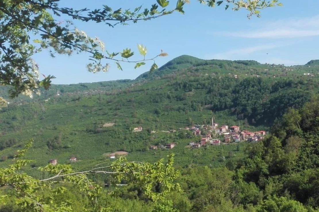 Karadeniz yeşile büründü