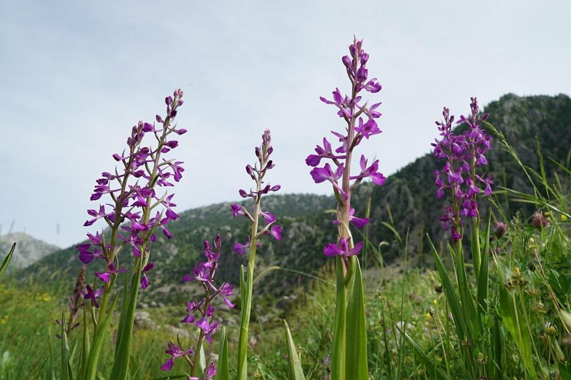 Çiçek açan 'yabani orkideler' görsel şölen sunuyor