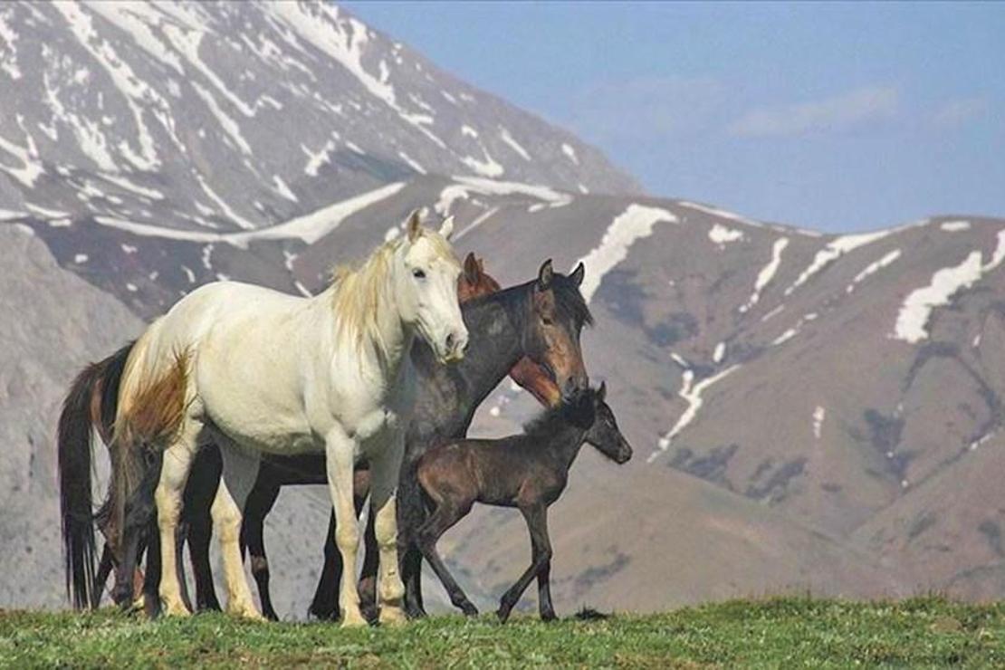 Mercan Dağları yavru yılkı atlarıyla şenlendi