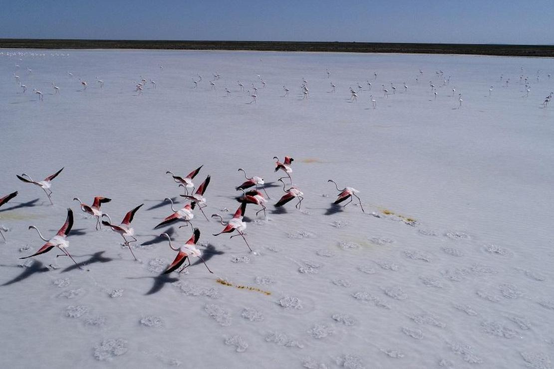 Flamingolar, Tuz Gölü'ne renk kattı