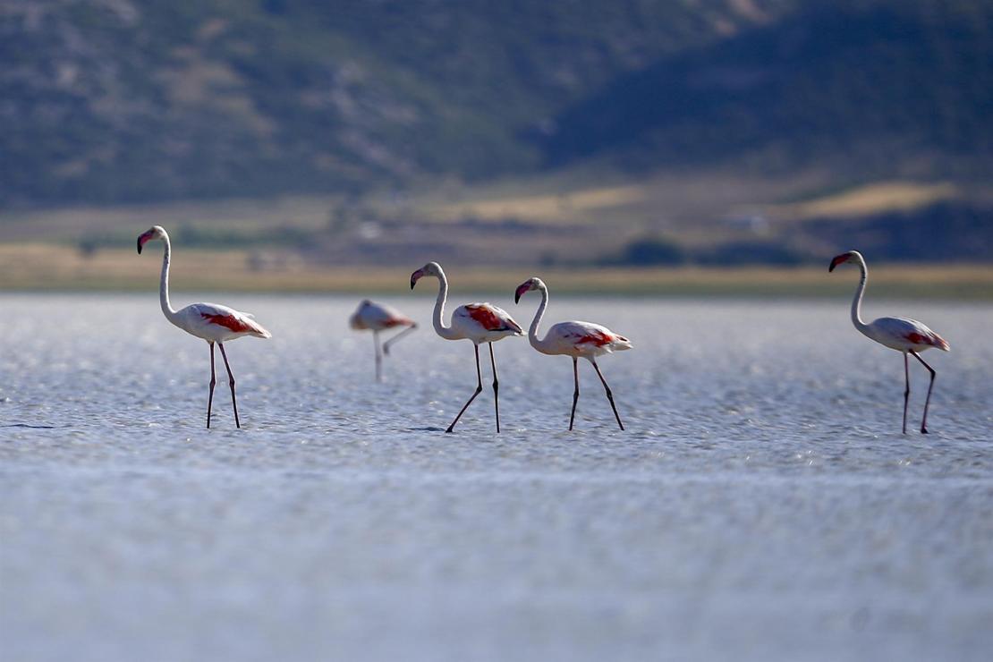 Burdur'da Yarışlı Gölü'ndeki flamingoların görsel şöleni ilgi çekiyor 