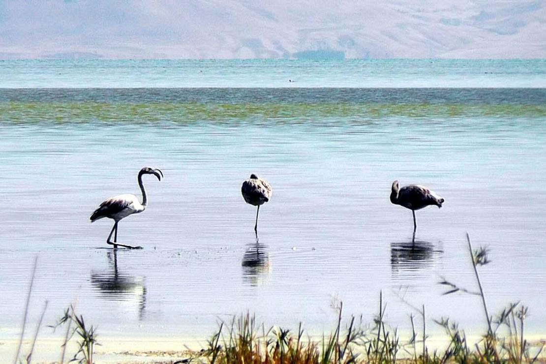 Flamingoların Van Gölü kıyılarındaki görsel şöleni başladı