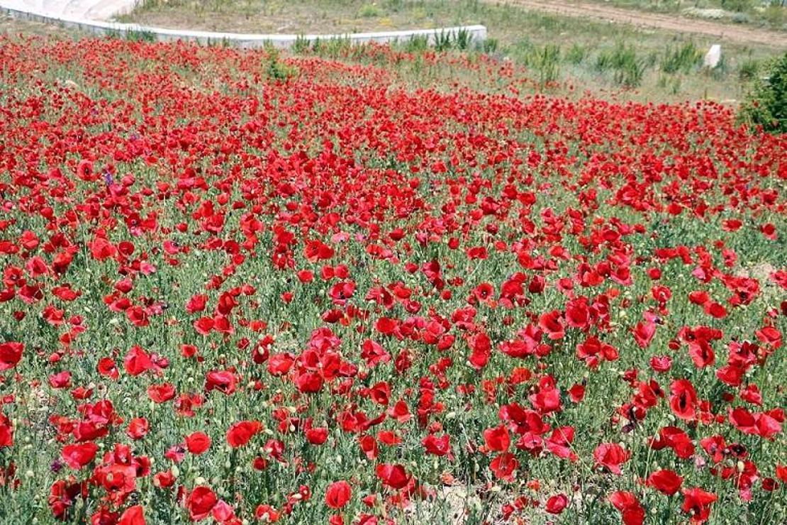 Yozgat’ta gelincik çiçekleri görsel şölen oluşturdu