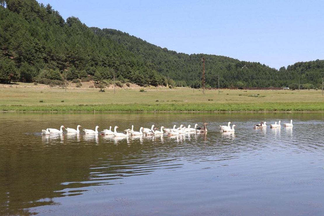 Kuş cenneti 'Yayla Gölü' kesin korunacak hassas alan ilan edildi