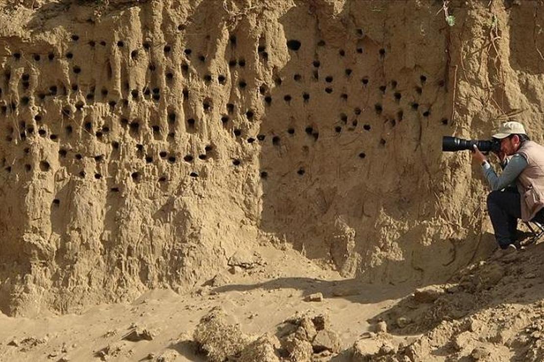 Van'da kırlangıçların yuva yaptığı tepe fotoğraf tutkunlarının mekanı oldu