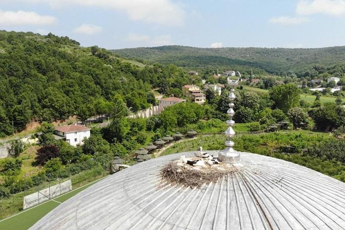  Yapıldığı günden beri leyleklerin yuvası Değirmendere Camii görüntülendi