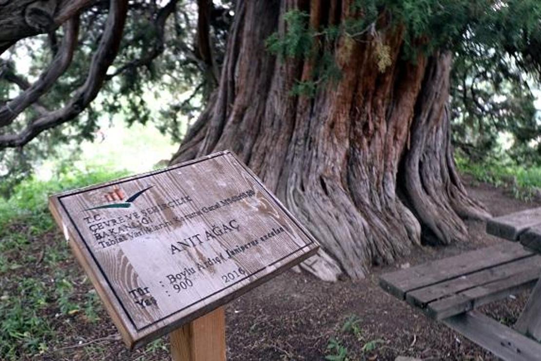 Köydeki 904 yıllık ardıç ağaçları zamana meydan okuyor