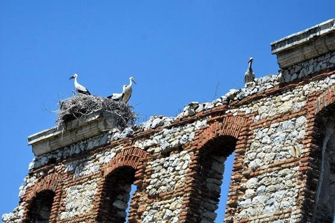Edirne'de tarihi binalar leyleklerin yuvası oldu  