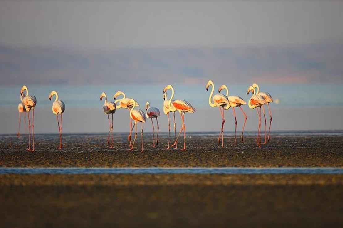 Fransa'da 30 yıl önce halkalanan flamingonun son durağı Türkiye oldu