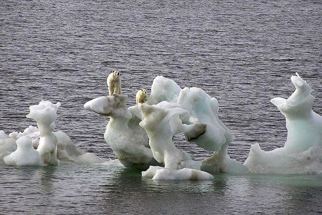 Kutup ayılarının nesli bu yüzyıl içinde tükenebilir