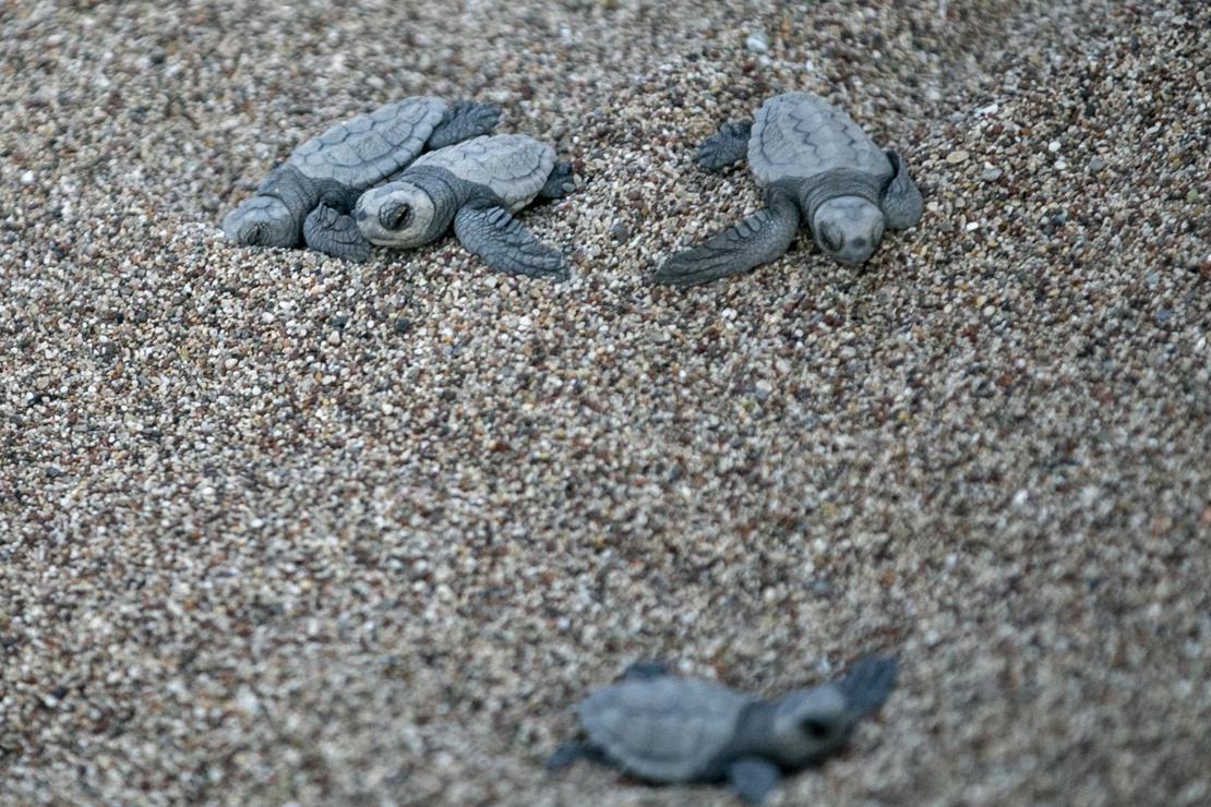 Caretta caretta yavruları denizle buluştu