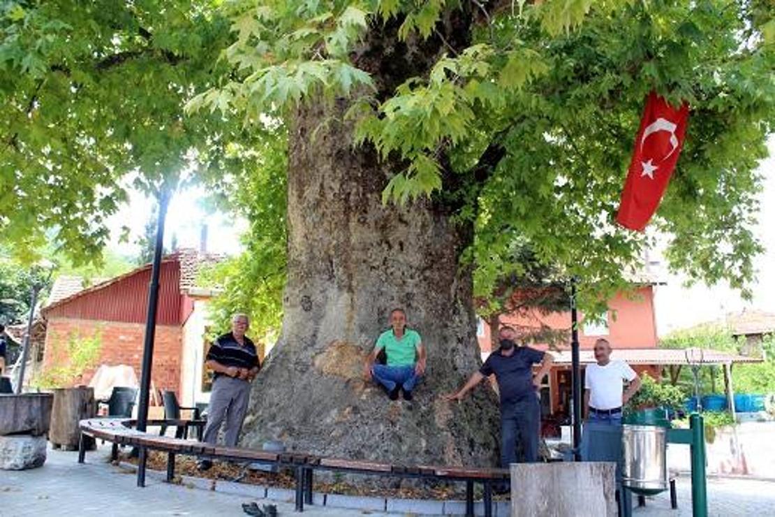 1200 yıllık anıt çınar ağacının altında serinliyorlar
