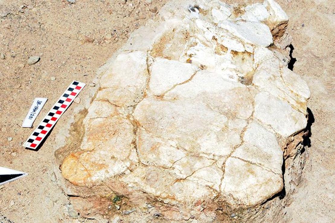 Böylesine ilk defa rastlandı...7,5 milyon yıllık olduğu ortaya çıktı
