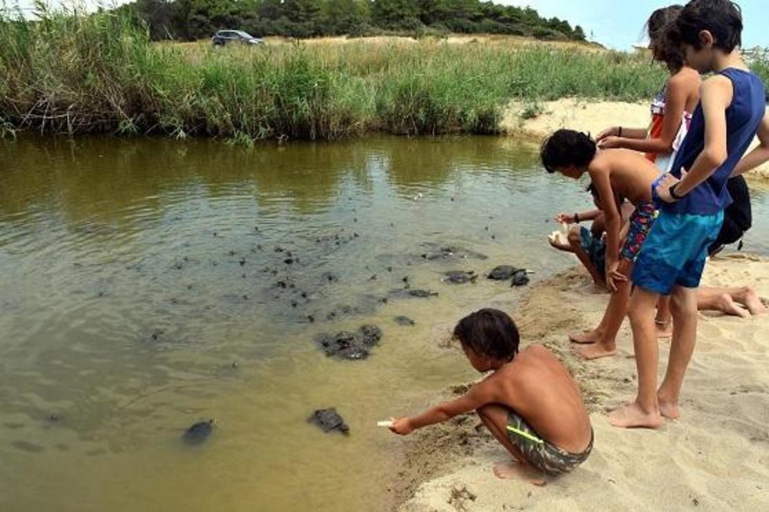 Edirne'de tatilciler kaplumbağaları elleriyle besliyor