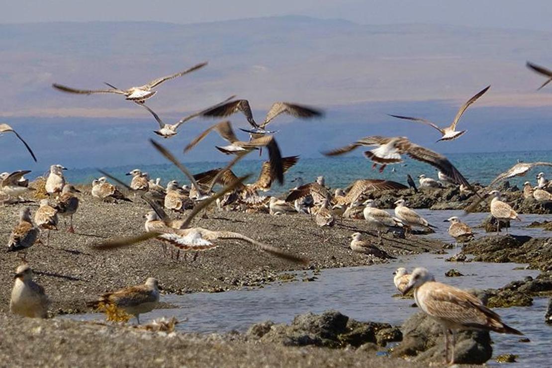 Van Gölü kıyıları martı ölümlerinden tamamen temizlendi 