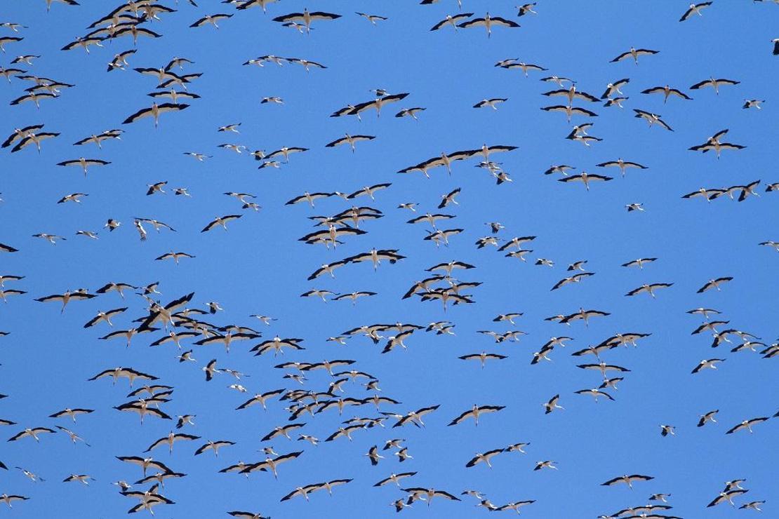 1 milyon leylek, sonbahar göçü için havada
