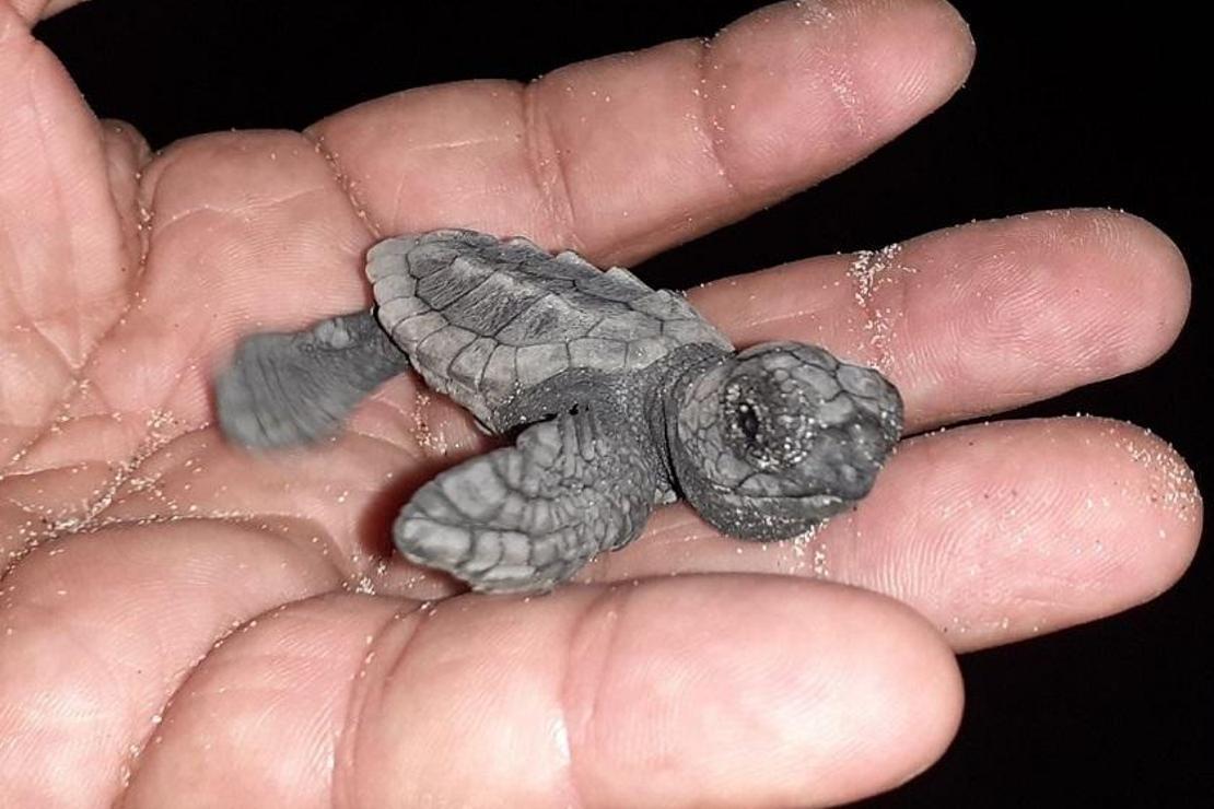 Kuşadası’nda caretta caretta yavrusu nöbeti