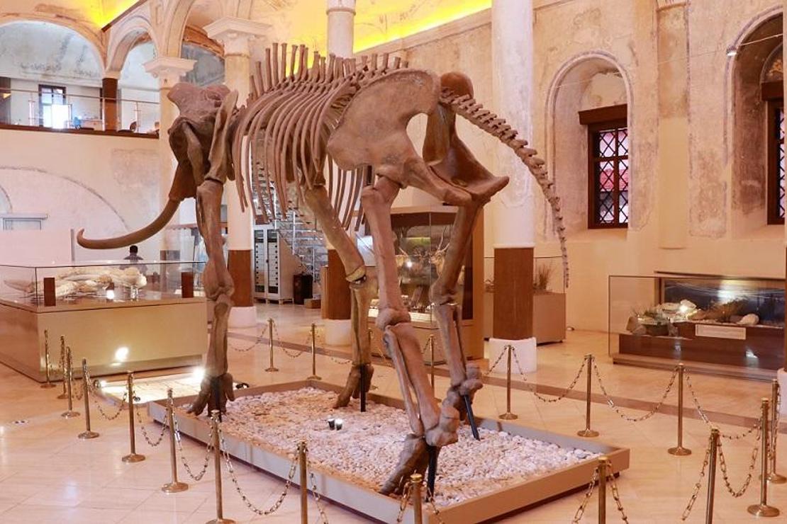 İki milyon yıllık fosiller, bu müzede sergileniyor