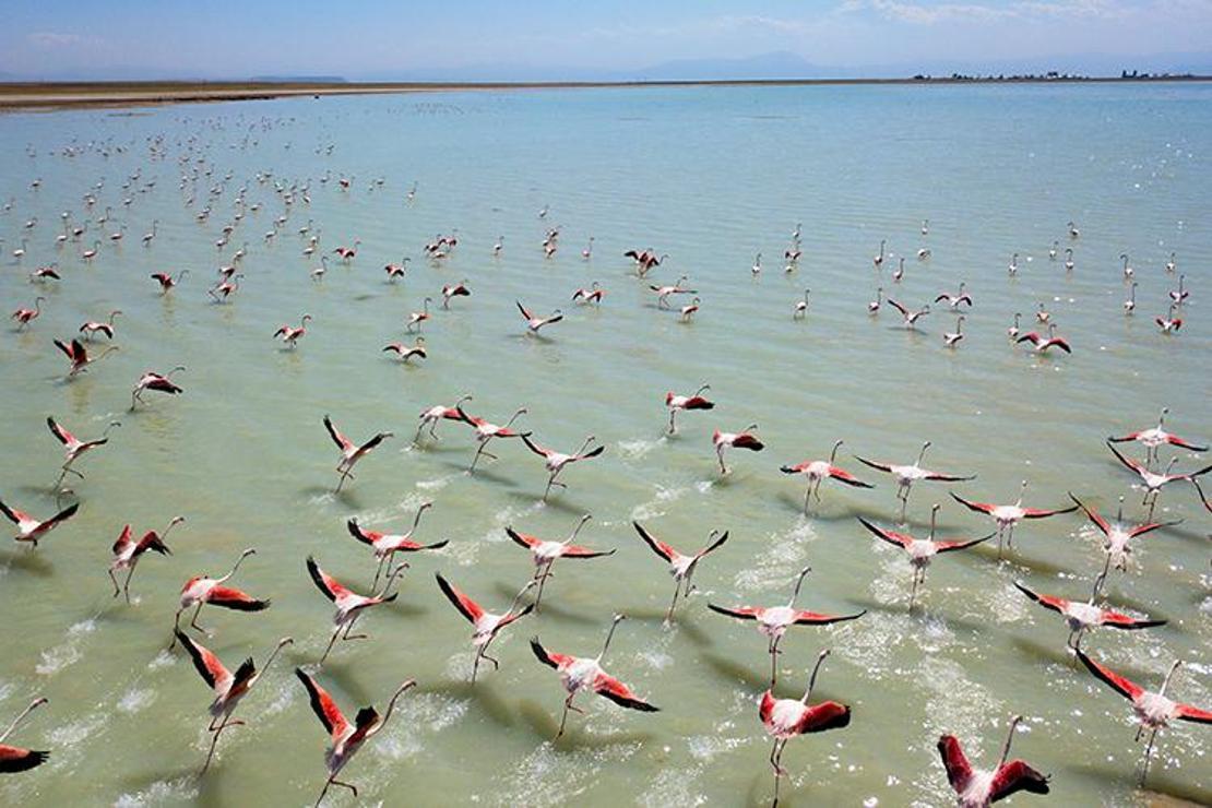 Flamingolar Arin Gölü’nü renklendiriyor 