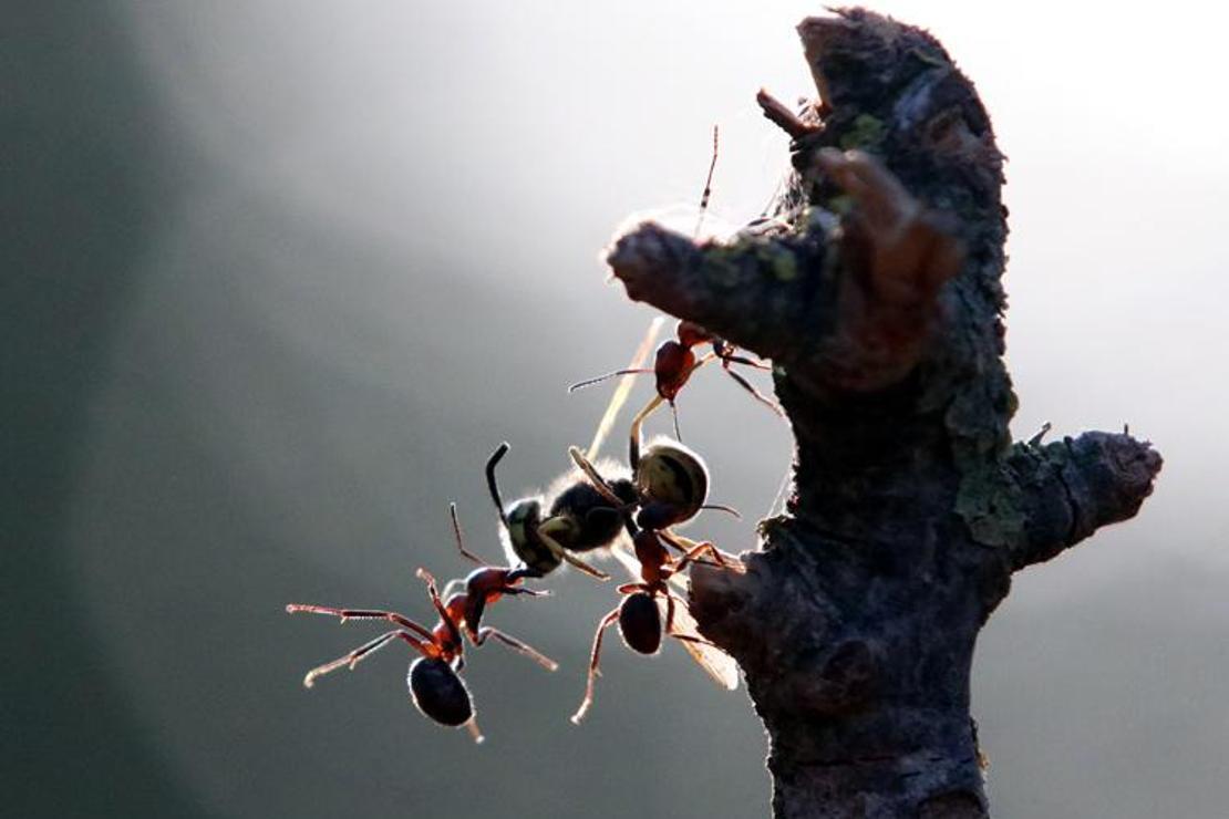 'Kırmızı orman karıncaları' koruma altına alındı