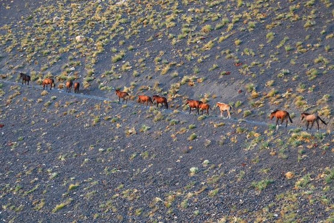 Hakkari'de yılkı atları, dronla görüntülendi