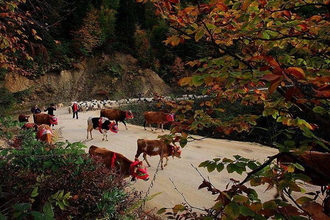 Doğu Karadeniz'de yaylacıların yerleşim yerlerine göç yolculuğu sürüyor