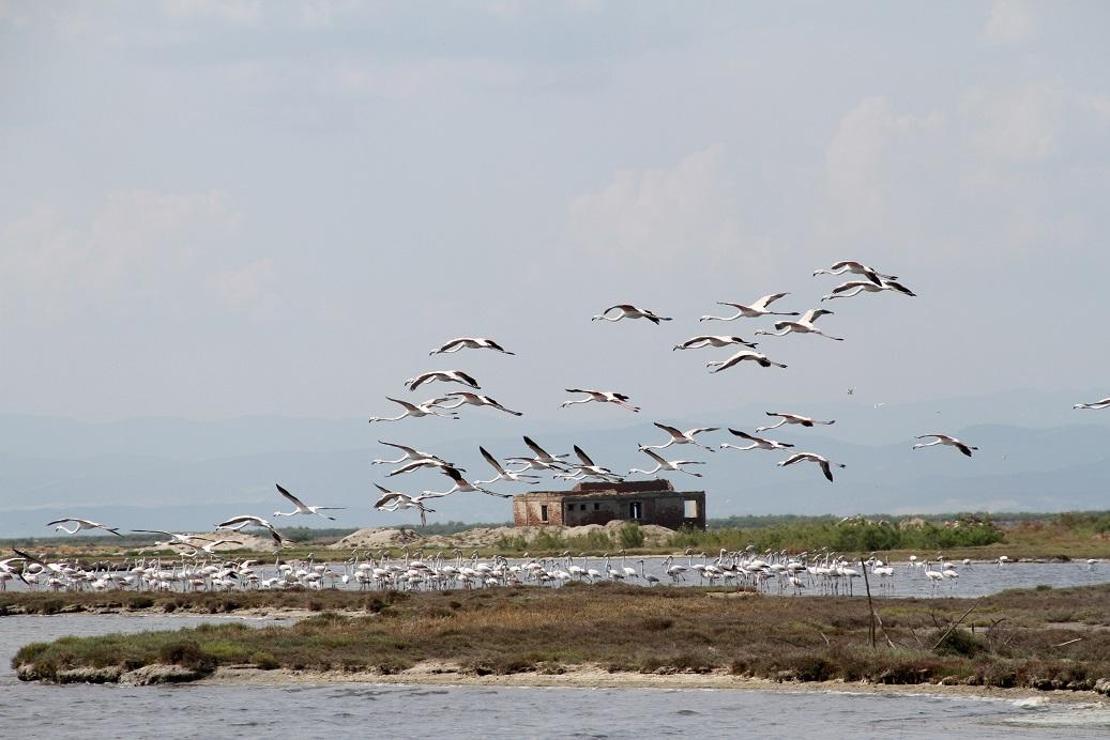 Gala ve Dalyan göllerinde flamingolar görsel şölen sunuyor