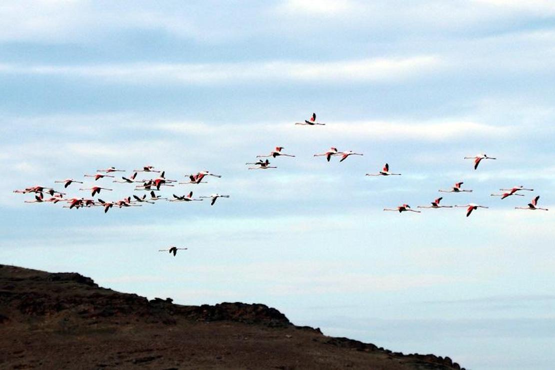 Küresel iklim değişimi flamingoları etkiledi, son 10 yıldır gitmiyorlar
