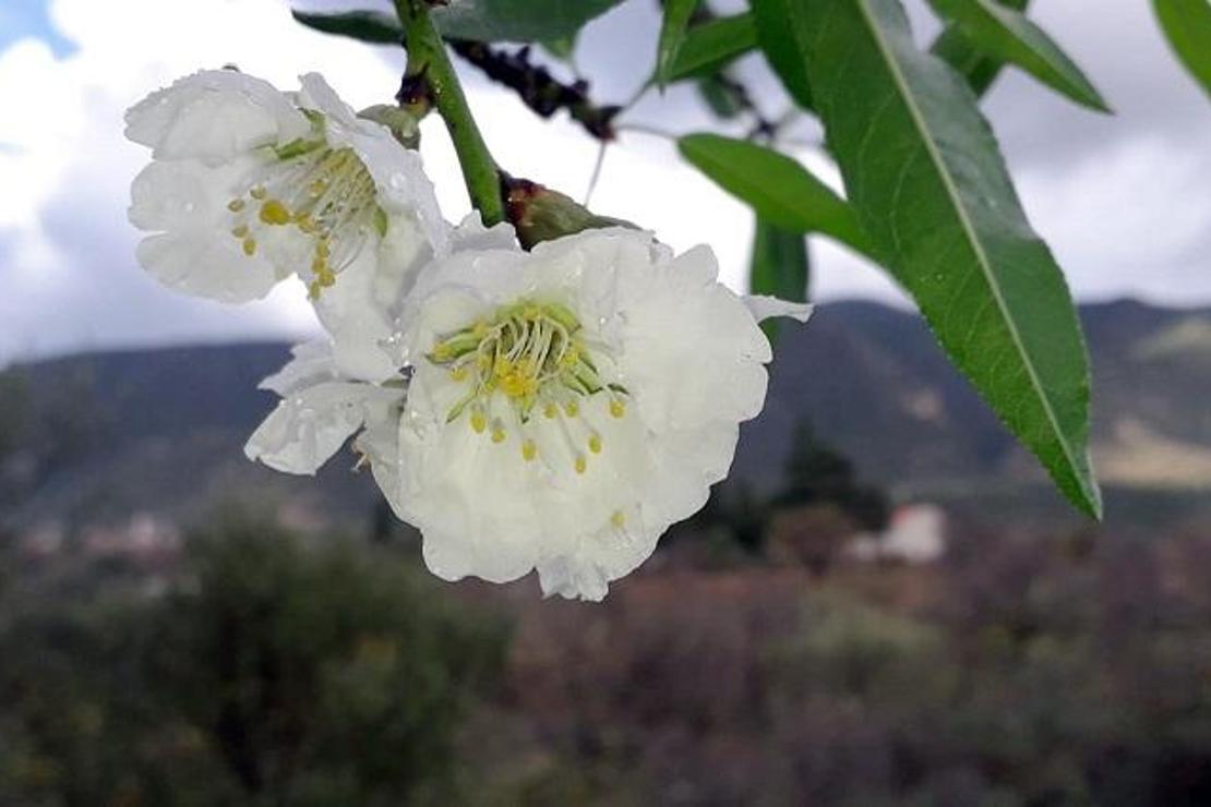Türkiye’nin birçok bölgesinde kış mevsimi yeni başlarken, Datça’da badem ağaçları çiçek açtı