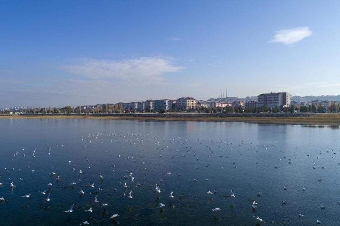 Kısıtlamayla Beyşehir Gölü'ndeki kuş sayısı arttı