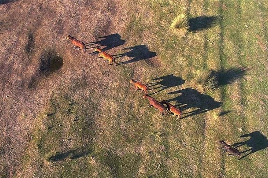 Kızılırmak Deltası'ndaki yılkı atları fotoğraf tutkunlarının gözdesi oldu