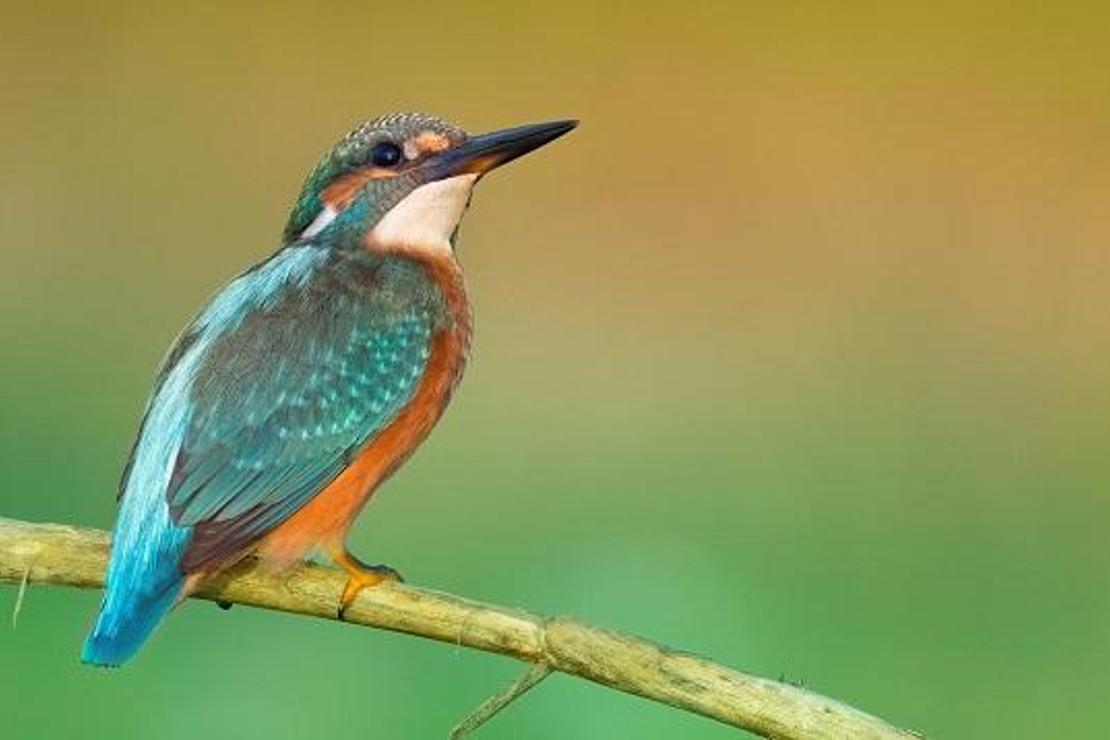 2020'de en fazla kuş türü, Antalya'da gözlendi