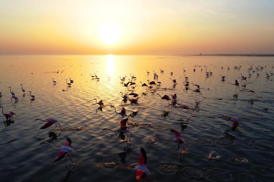 Hem flamingoları hem de fotoğrafseverleri ağırlıyor: Akyatan Lagünü