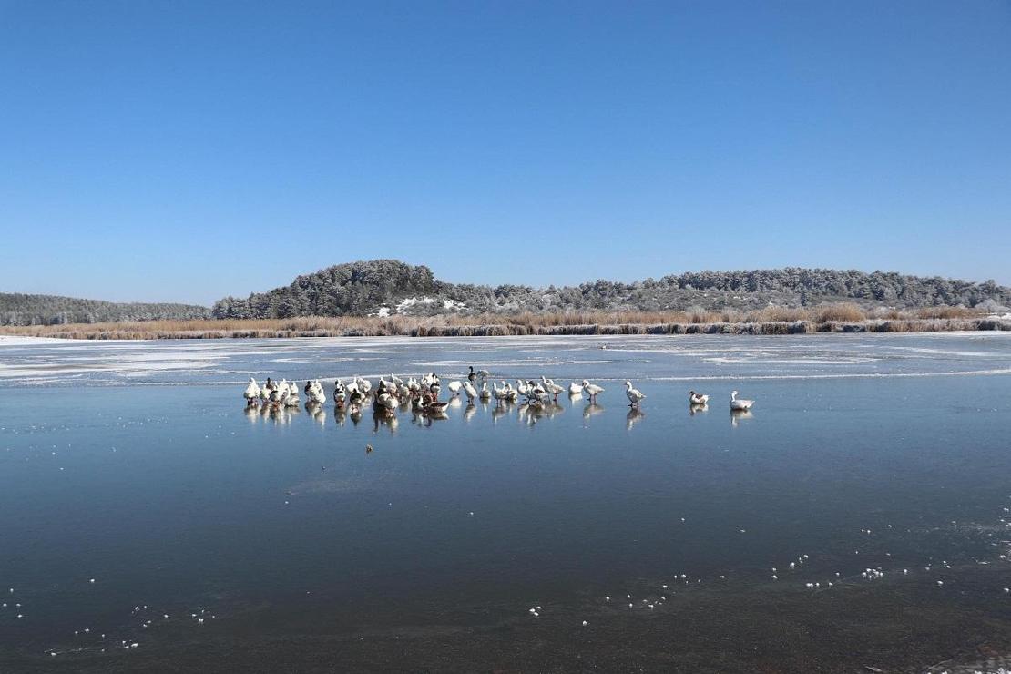 'Kuş cenneti' Yayla Gölü buz tuttu... Ortaya güzel görüntüler çıktı