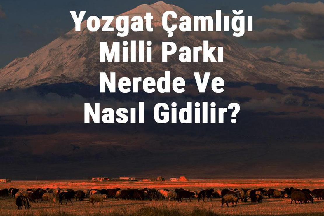 Yozgat Çamlığı Milli Parkı Nerede Ve Nasıl Gidilir? Yozgat Çamlığı Milli Parkı Konaklama, Kamp, Giriş Ücreti Ve Özellikleri Hakkında Bilgi
