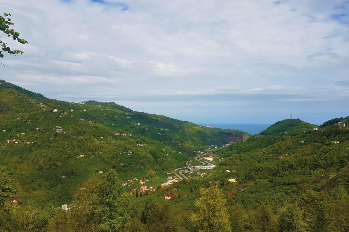 Kadıralak Yaylası’nın mavi yıldız çiçekleri 