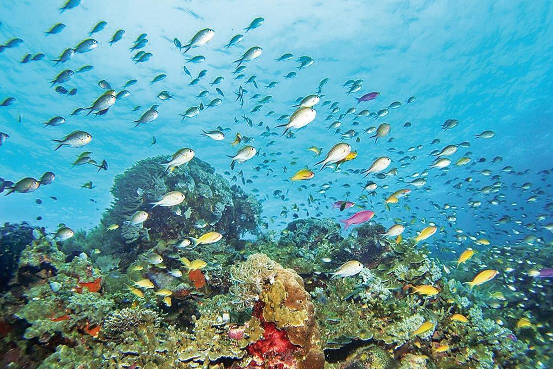 Bohol: Denizin altı da üstü de cennet