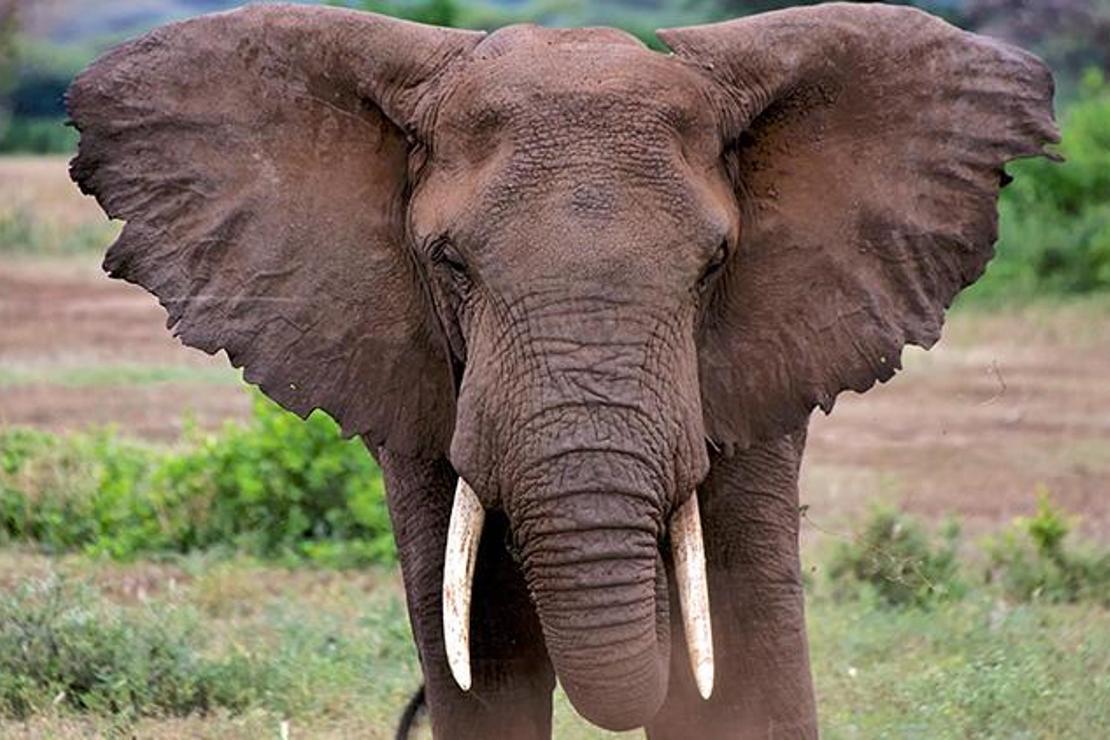 5.400 kiloluk filin öfkesinin hedefi oldu, nasıl sağ kurtuldu? 'Bütün kemiklerim aynı anda kırıldı... Hissetmedim ama sesini duydum'