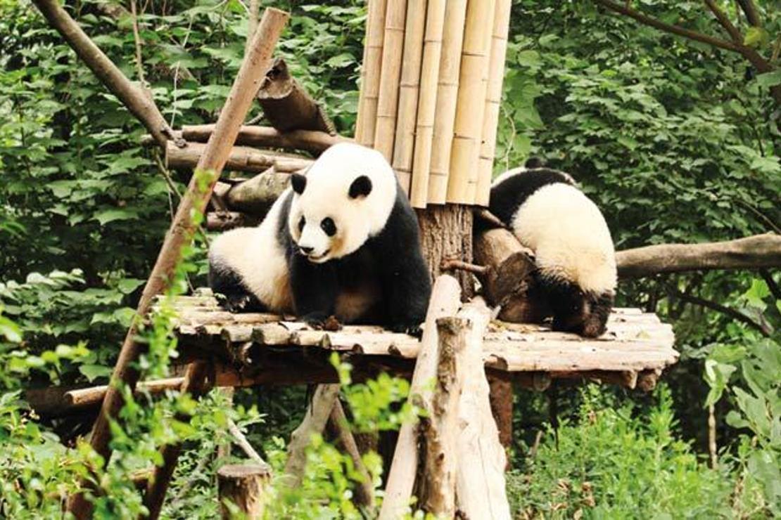 Pandaların hayata tutunduğu park