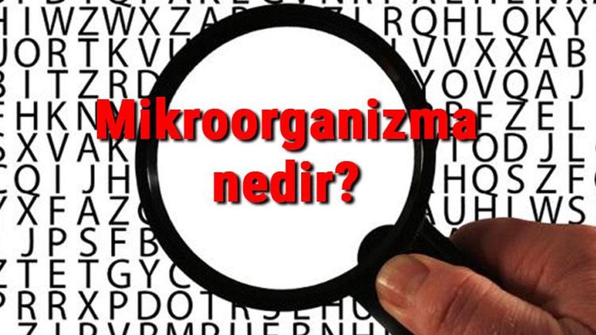 Mikroorganizma Nedir, Nerelerde Bulunur? Mikroorganizma Yararları Ve ...