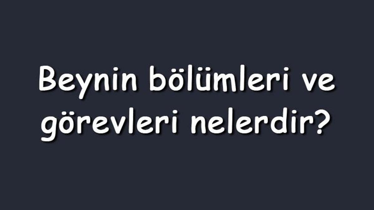 beynin bölümleri ve yaptıkları