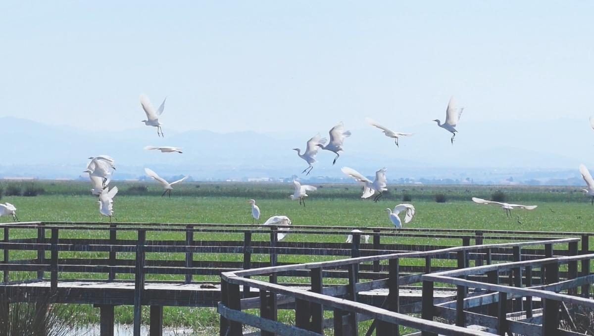 Seasonal bird migration begins at Kızılırmak Delta in Samsun